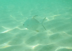 Trachinotus