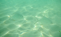 Trachinotus