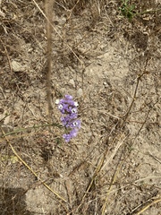 Limonium sinuatum