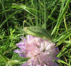 Poecilimon intermedius