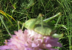 Poecilimon intermedius