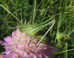 Poecilimon intermedius