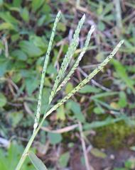 Urochloa panicoides