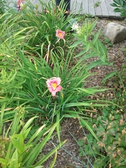 Hemerocallis