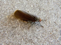 Virbia laeta