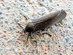 Virbia laeta
