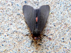 Virbia laeta