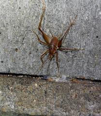 Atachycines apicalis gusouma