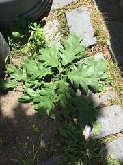 Quercus rubra