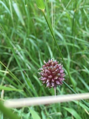 Allium