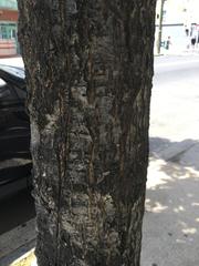 Quercus rubra