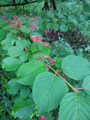 Viburnum plicatum