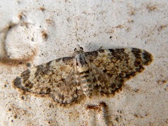 Lobophora nivigerata