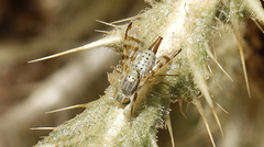 Terellia occidentalis