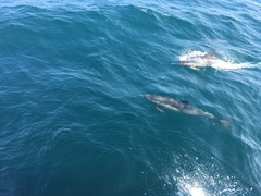 Delphinus