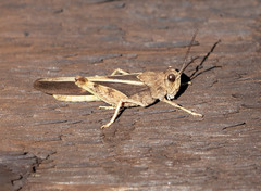 Cratypedes lateritius