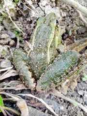 Lithobates lenca