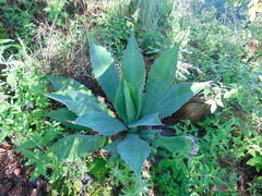 Agave bovicornuta