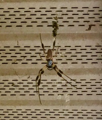 Trichonephila clavipes image