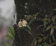Coelogyne cristata