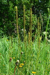Pedicularis incarnata