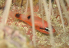 Apogon maculatus