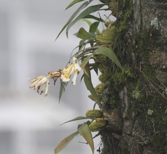 Coelogyne cristata