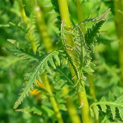 Pedicularis incarnata