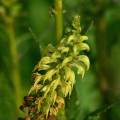 Pedicularis incarnata