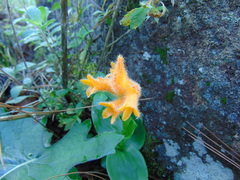 Dichromanthus aurantiacus