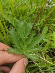 Potentilla diversifolia