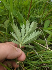 Potentilla diversifolia