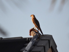 Accipiter cooperii