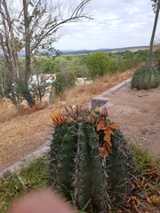 Ferocactus herrerae