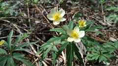 Anemonoides uralensis