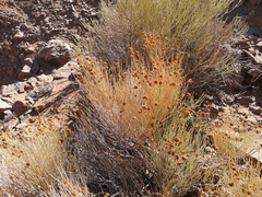 Hermbstaedtia glauca