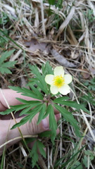 Anemonoides uralensis