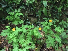Papaver cambricum