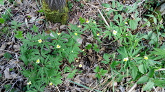 Anemonoides uralensis