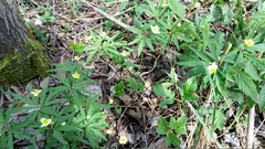 Anemonoides uralensis