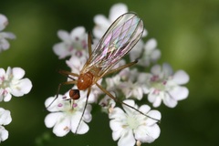 Rhamphomyia flava