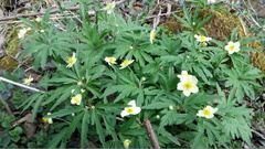 Anemonoides uralensis