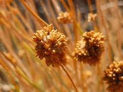 Hermbstaedtia glauca