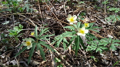 Anemonoides uralensis