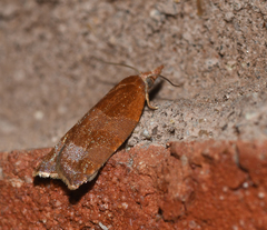 Cenopis diluticostana