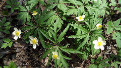 Anemonoides uralensis