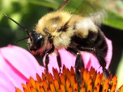 Bombus bimaculatus