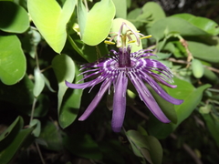 Passiflora subrotunda
