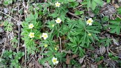 Anemonoides uralensis