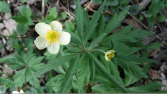 Anemonoides uralensis